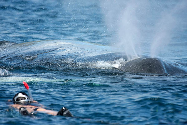 Moorea Baleines